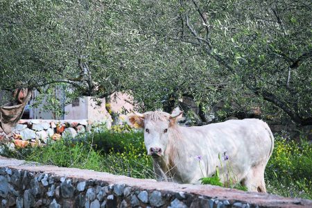 «Ενας από τους πιο ποιοτικούς αγροτικούς τόπους της χώρας»