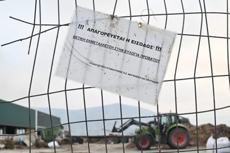 Ευλογιά των αιγοπροβάτων: Σε απόγνωση οι κτηνοτρόφοι – Πάνω από 400.000 θανατώσεις ζώων