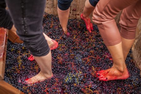 Πάτημα σταφυλιών, μια ακριβή εμπειρία