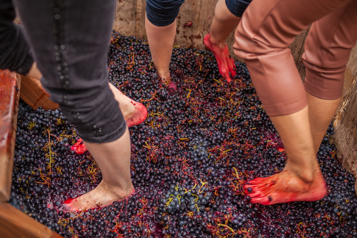 Πάτημα σταφυλιών, μια ακριβή εμπειρία