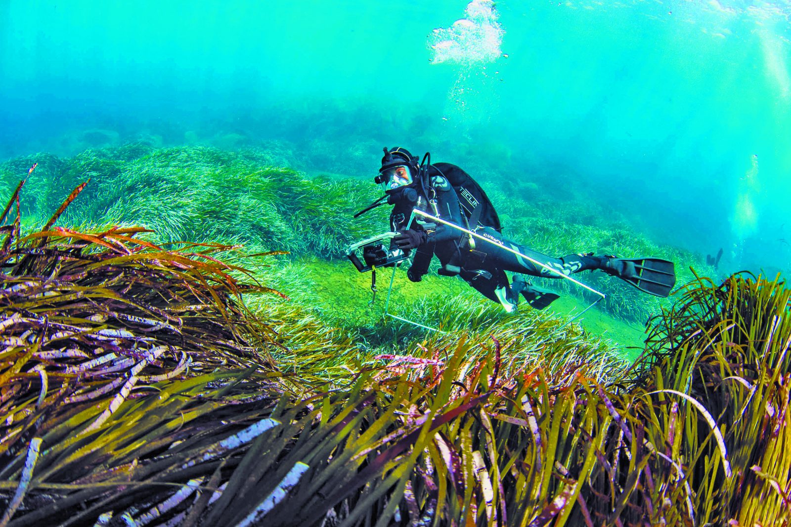 Πάρος: Μια συμμαχία για τα λιβάδια ποσειδωνίας