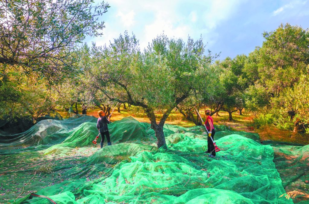 Γιατί το ελληνικό λάδι χάνει υπεραξία – Πόσα εκατομμύρια χάνονται, ποιος τα κερδίζει