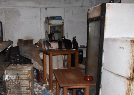 Δονούσα: Ο 63χρονος με τις 58 υποσιτισμένες γάτες συνήθιζε να βασανίζει ζώα