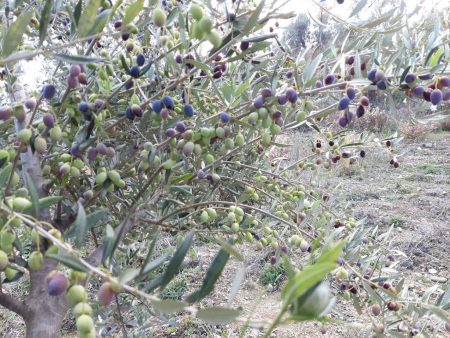 Θα μας βγει το λάδι; Η παραγωγή, η τιμή και ο χειμώνας που έγινε καλοκαίρι