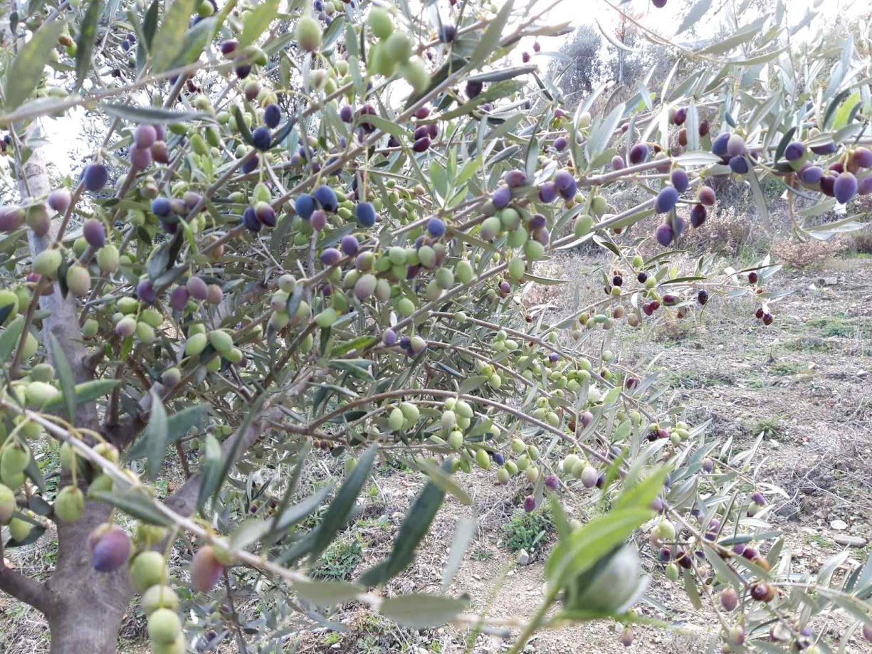 Θα μας βγει το λάδι; Η παραγωγή, η τιμή και ο χειμώνας που έγινε καλοκαίρι