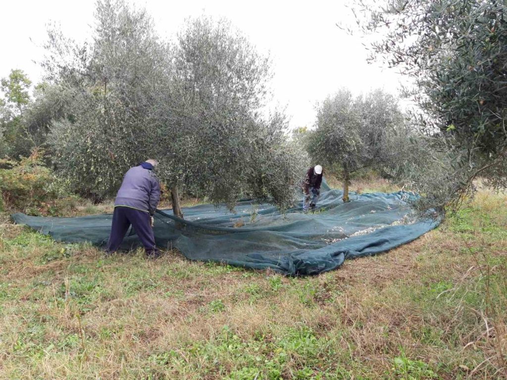 Εργάτες γης: Ενεργή η νέα πλατφόρμα για αιτήσεις – Όλα τα βήματα