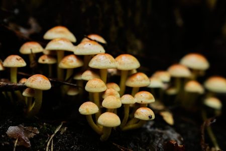 Με οξεία ηπατική ανεπάρκεια ζευγάρι που έφαγε μανιτάρια – Απαιτείται μεταμόσχευση