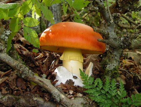 Μανιτάρια: «Αν δεν γνωρίζεις, δεν τα τρως»