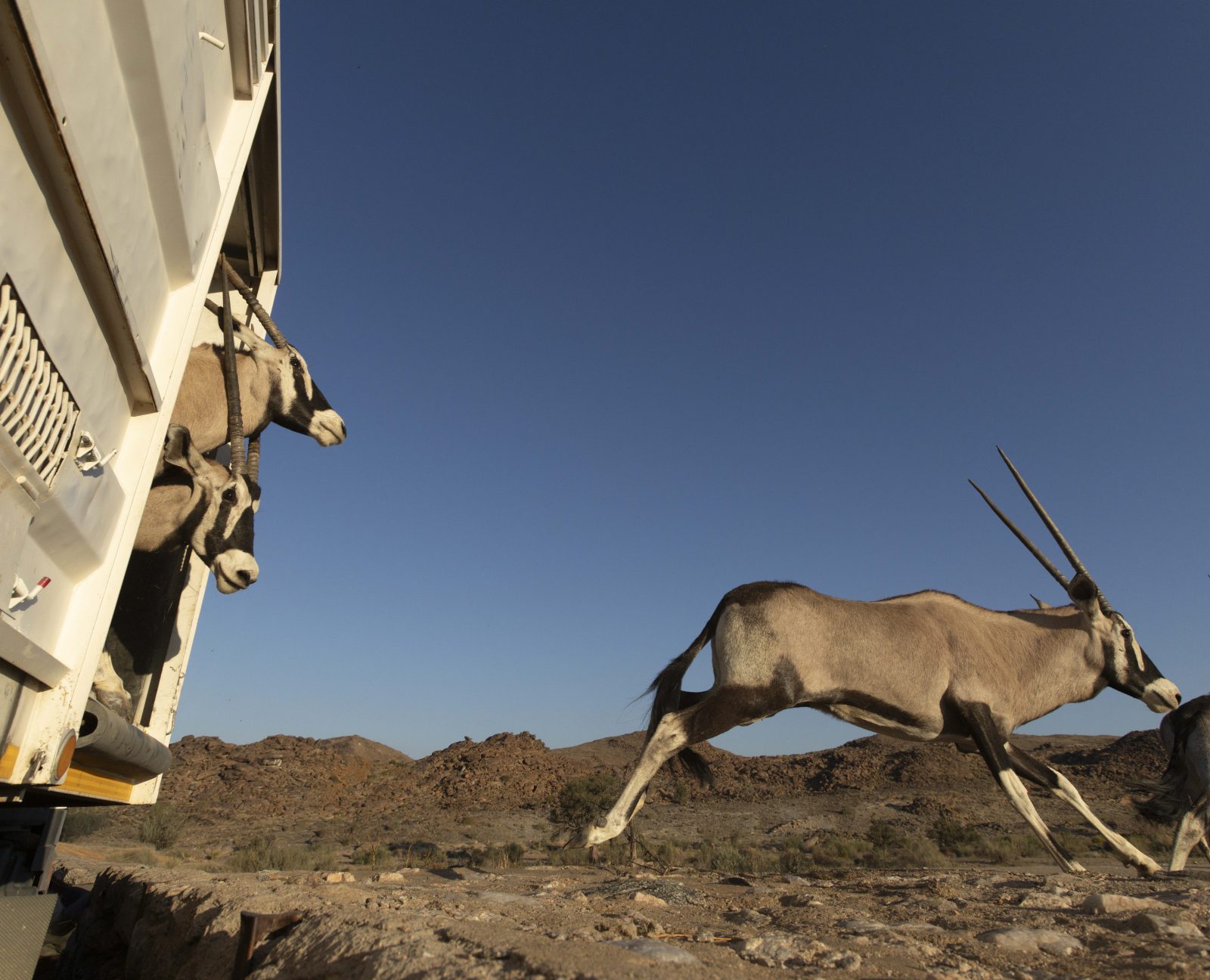 Αναβίωση της άγριας ζωής στη Νότια Νανίμπια με το καινοτόμο πρόγραμμα ORKCA