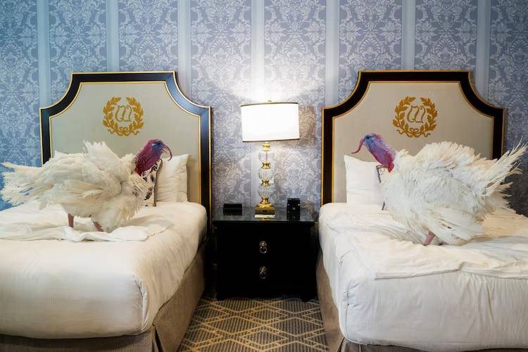 ΗΠΑ: Οι γαλοπούλες που γλίτωσαν το δείπνο των Ευχαριστιών – Ο Ζελένσκι στο πιάτο της ημέρας;