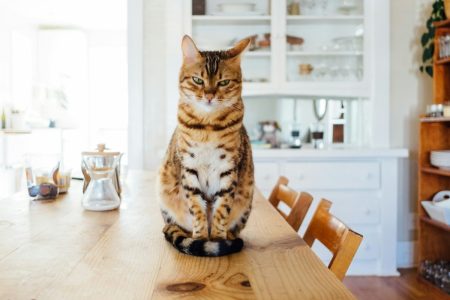 Από πού προέρχονται οι γάτες – DNA ανατρέπει την ιστορία της προέλευσής τους