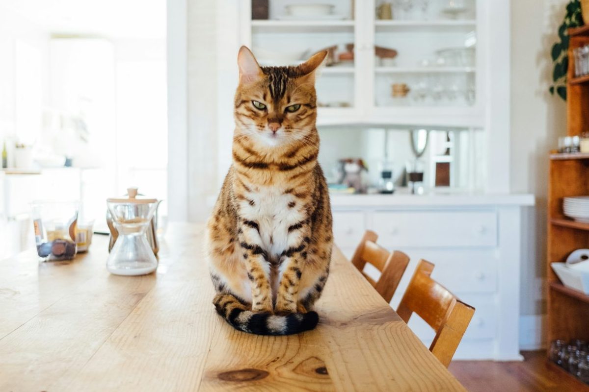 Από πού προέρχονται οι γάτες – DNA ανατρέπει την ιστορία της προέλευσής τους