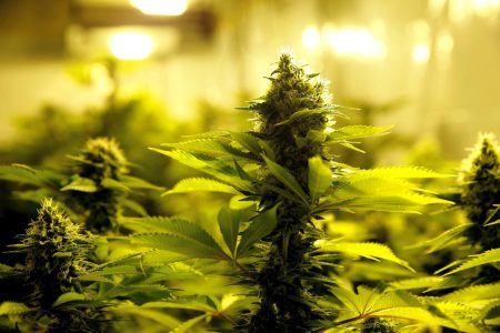 Ηγουμενίτσα: Ζευγάρι μετέφερε 47,5 κιλά κάνναβης σε αυτοκίνητο