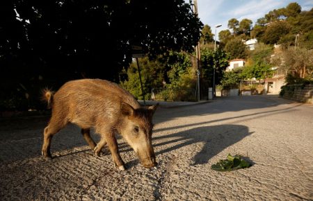 Ισπανία: Στέλνουν τον στρατό για να περιορίσουν επιδημία πανώλης των χοίρων