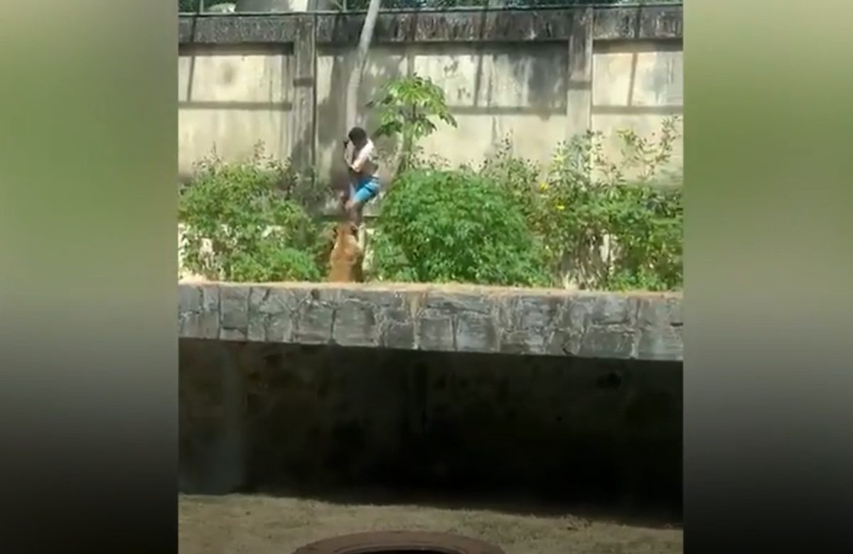 Βραζιλία: Ένας 19χρονος σκοτώθηκε από λιοντάρι σε ζωολογικό κήπο