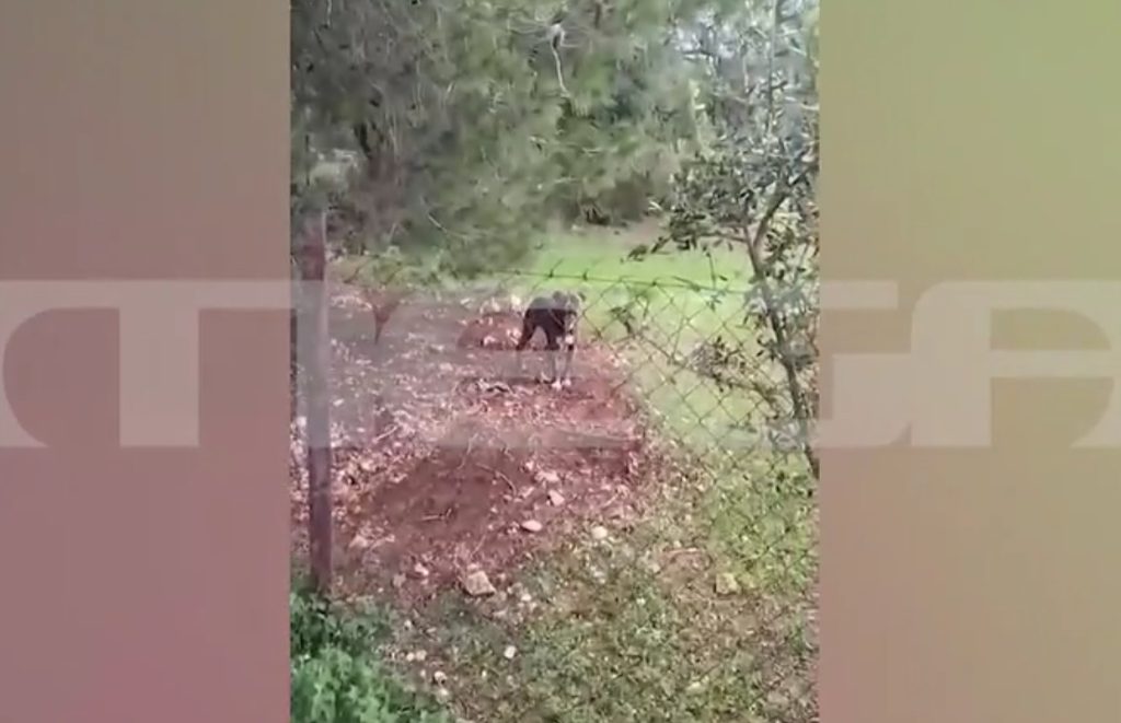 Ζάκυνθος: «Δεν έχουμε αντικρίσει ξανά τέτοια εικόνα» – Τι λένε οι γιατροί για το 2χρονο