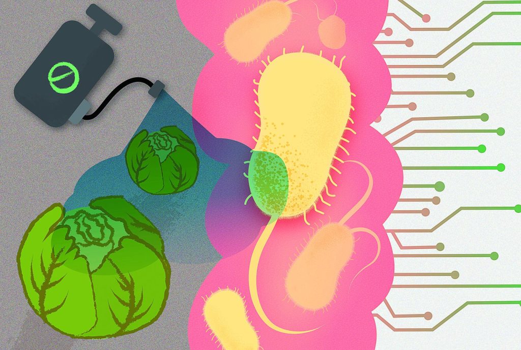 Κοινά χημικά εξοντώνουν τα καλά βακτήρια του εντέρου