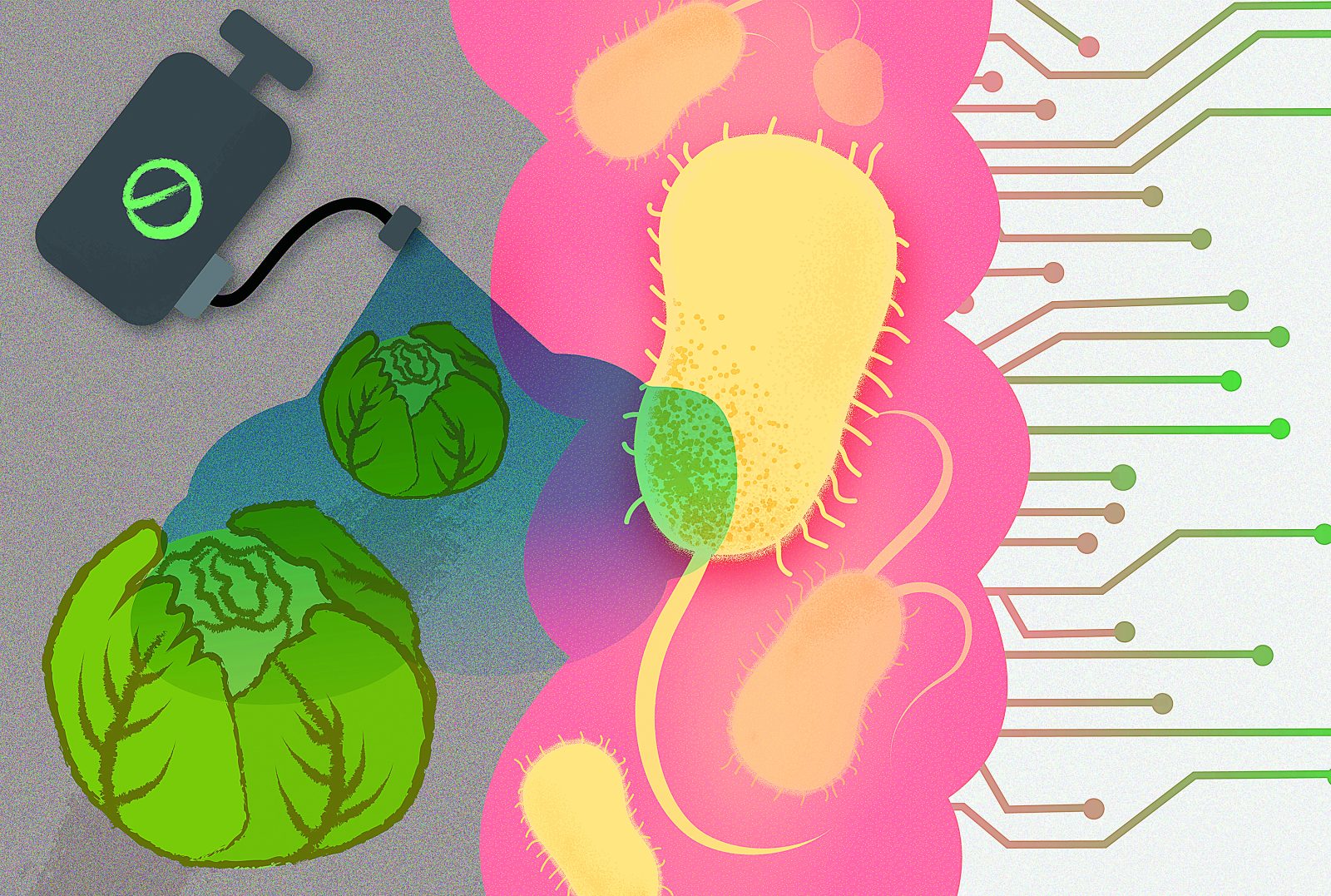 Κοινά χημικά εξοντώνουν τα καλά βακτήρια του εντέρου