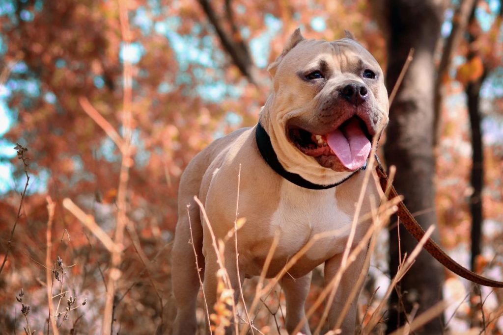 Ζάκυνθος: Αύριο η κηδεία του 2χρονου που τον σκότωσε το πίτμπουλ