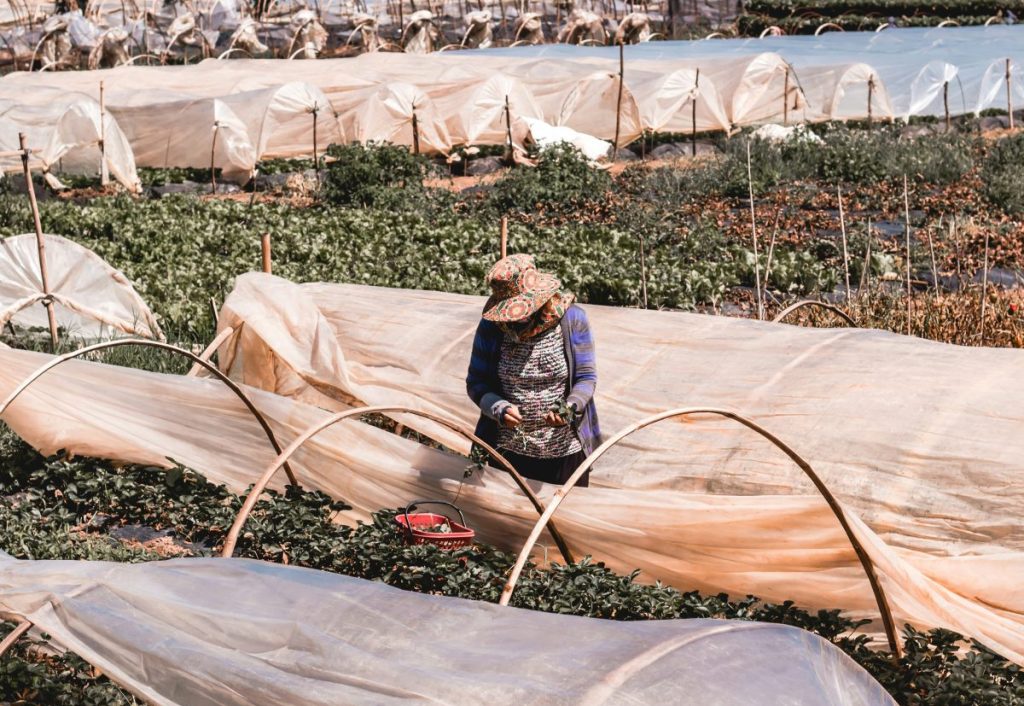 «Φακές από τον Καναδά και οι δικές μας στις αποθήκες»