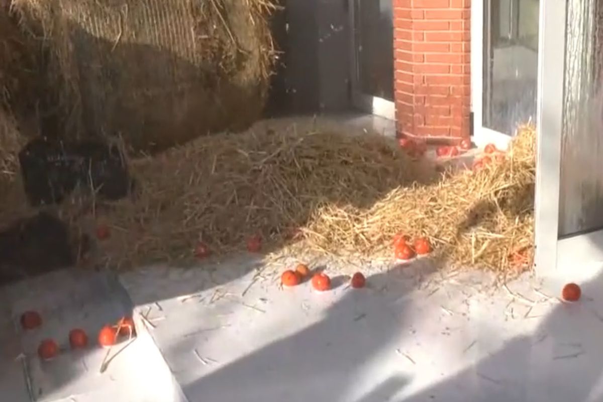 Καβάλα: Ένταση με τους αγρότες, πέταξαν γάλα και άχυρα