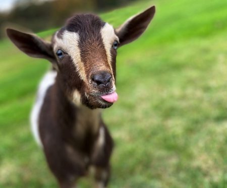 Ο Φραπές και ο Οικονομίδης