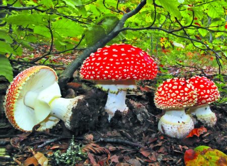 Τα δώρα της φύσης