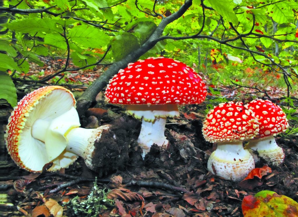 Τα δώρα της φύσης