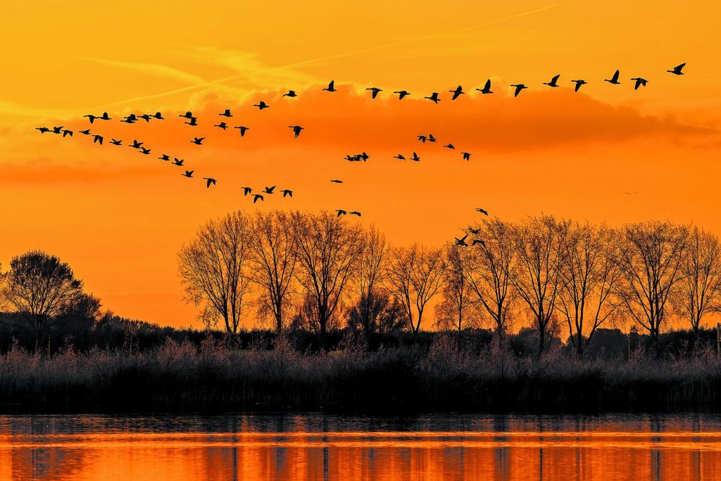 Ενα Starlink για τα ζώα – Πώς το Διάστημα αποκαλύπτει τα μυστικά της άγριας ζωής