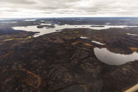 Ο πλανήτης χάνει τα δάση του