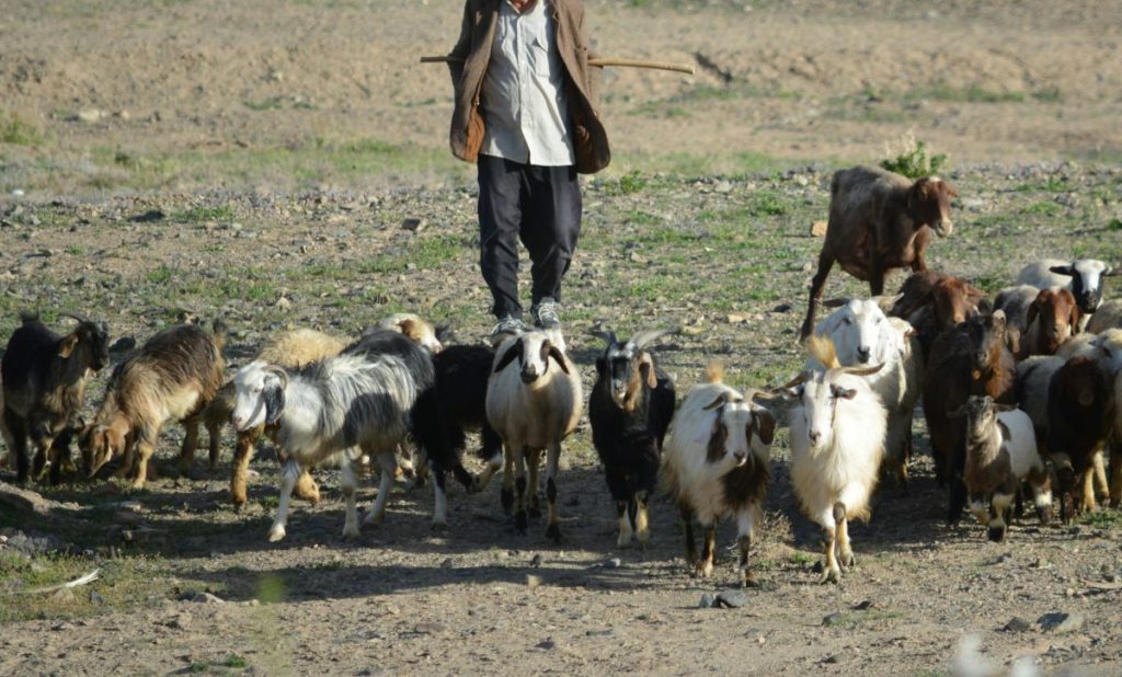 Αυτοκτονία κτηνοτρόφου στην Πιερία: «Καταστράφηκε ψυχολογικά, τα ζώα ήταν οικογένειά του»