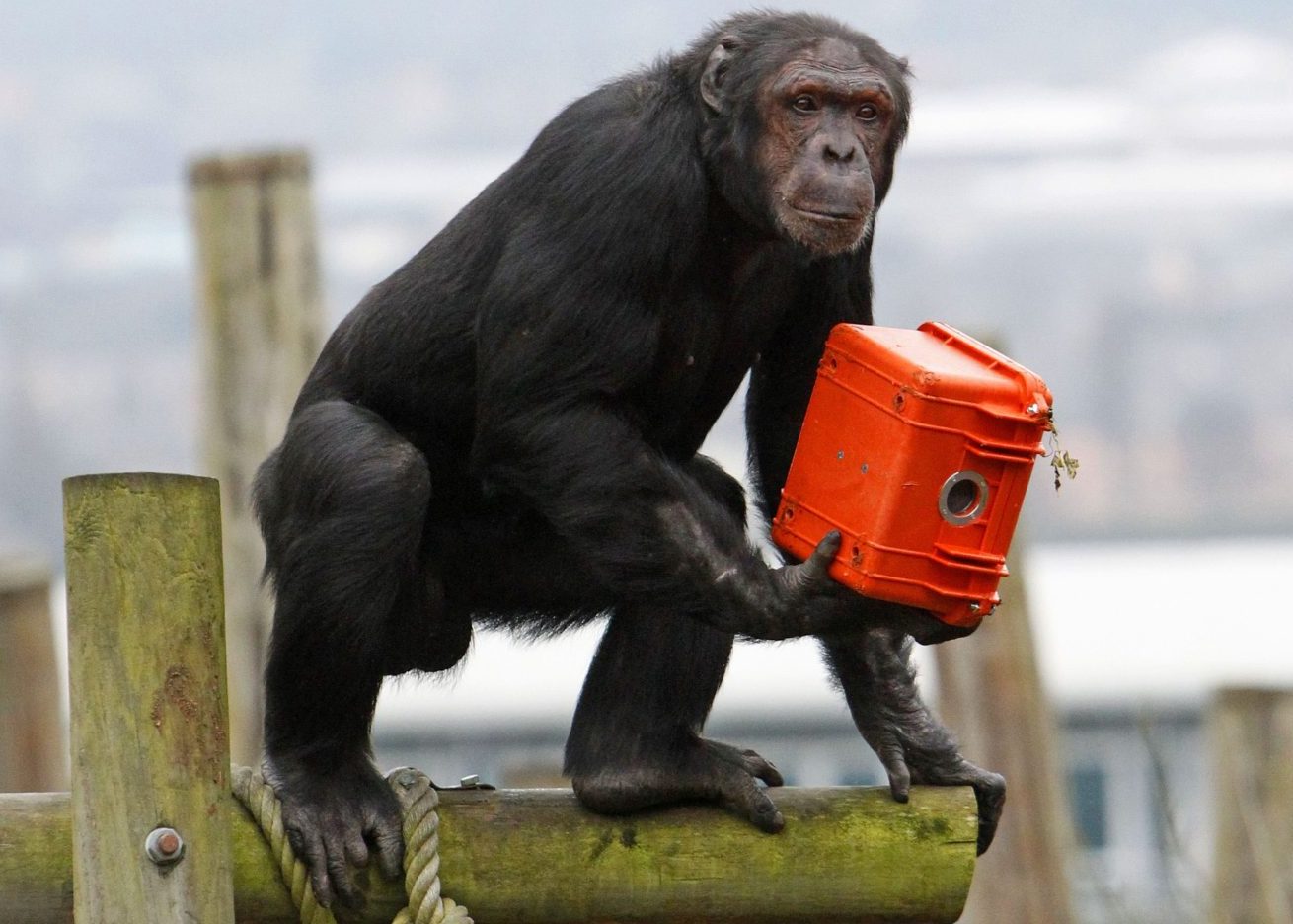 Πέθανε η «Ai», η χιμπατζής που αναγνώριζε κινεζικούς χαρακτήρες