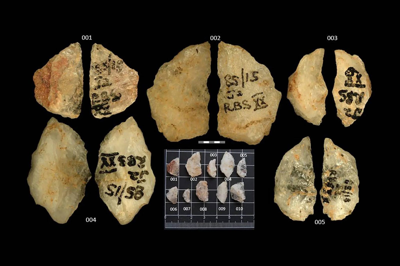 Το δηλητήριο που άλλαξε την Ιστορία: Ανακάλυψη σοκ για τον άνθρωπο πριν από 60.000 χρόνια