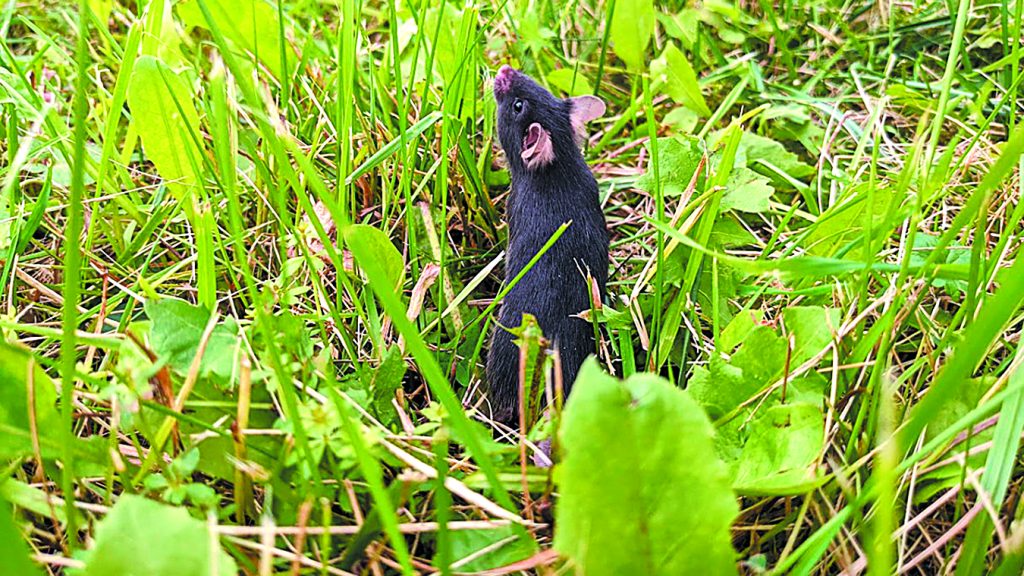Η ελευθερία των πειραματόζωων και ο ανθρώπινος ψυχισμός