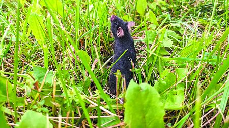 Η ελευθερία των πειραματόζωων και ο ανθρώπινος ψυχισμός