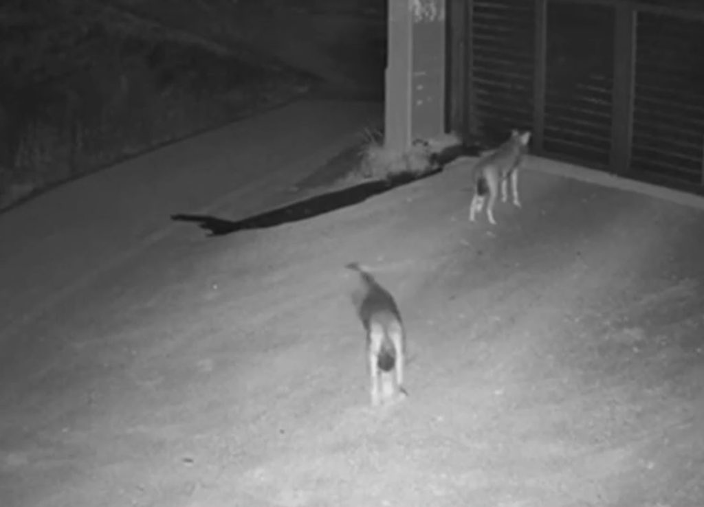 Θεσσαλονίκη: Αγέλη λύκων έξω από σπίτι στο Πανόραμα