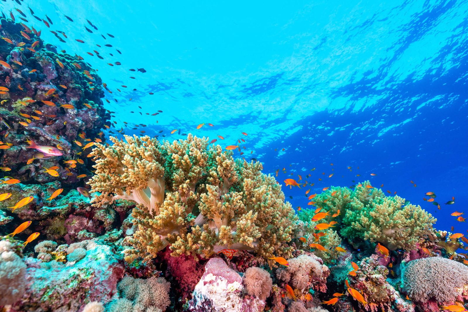 Νερά αλκαλικά