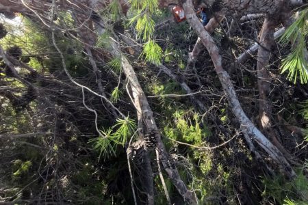 Δέντρο έπεσε σε τρένο – Στο νοσοκομείο ο μηχανοδηγός