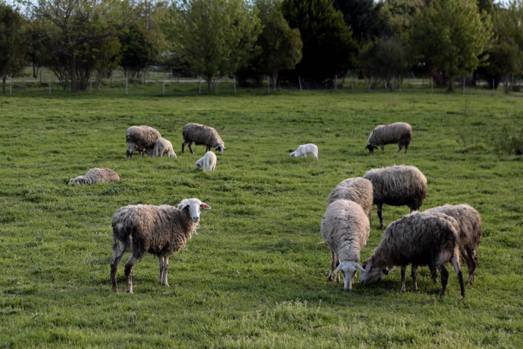 Ευλογιά των αιγοπροβάτων: Ανοίγει μέτωπο Ελλάδας–ΕΕ – Εμβολιασμός ή κυρώσεις
