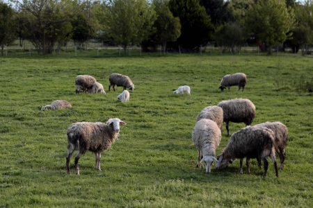 Ευλογιά των αιγοπροβάτων: Ανοίγει μέτωπο Ελλάδας–ΕΕ – Εμβολιασμός ή κυρώσεις