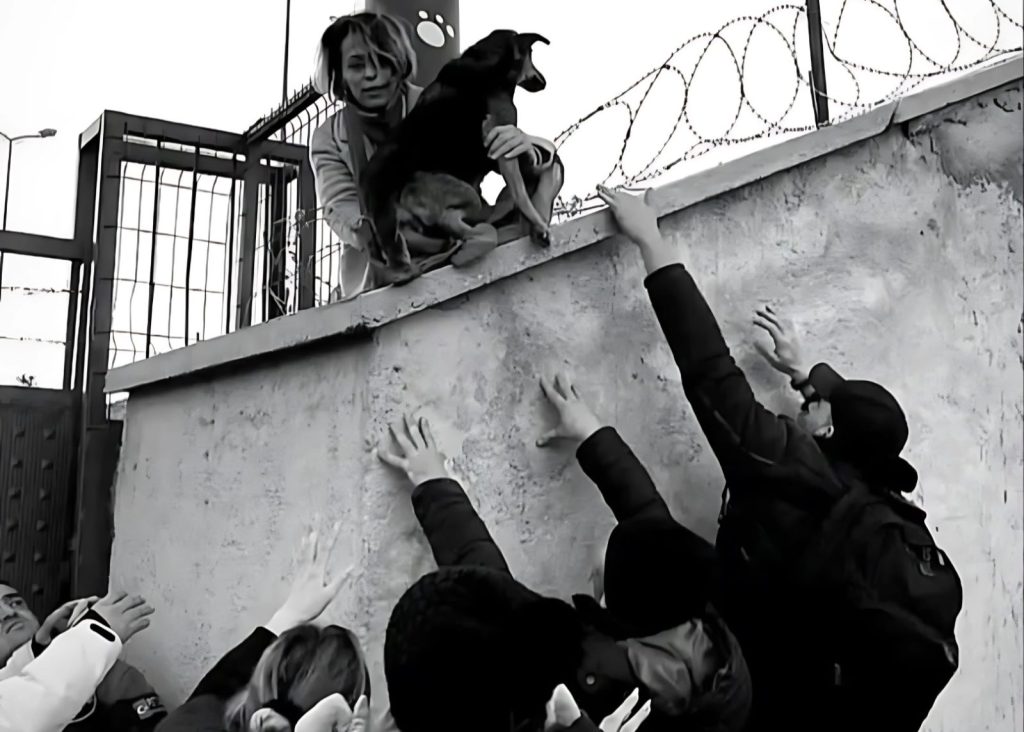 Η γενοκτονία των αδέσποτων: Πώς η Κωνσταντινούπολη έχει γίνει η «μαύρη πρωτεύουσα» της βίας κατά των ζώων