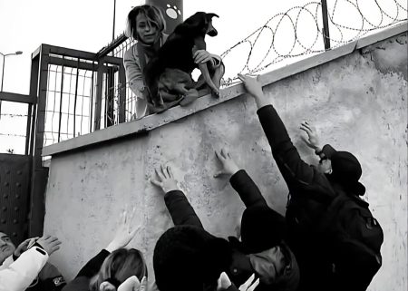 Η γενοκτονία των αδέσποτων: Πώς η Κωνσταντινούπολη έχει γίνει η «μαύρη πρωτεύουσα» της βίας κατά των ζώων