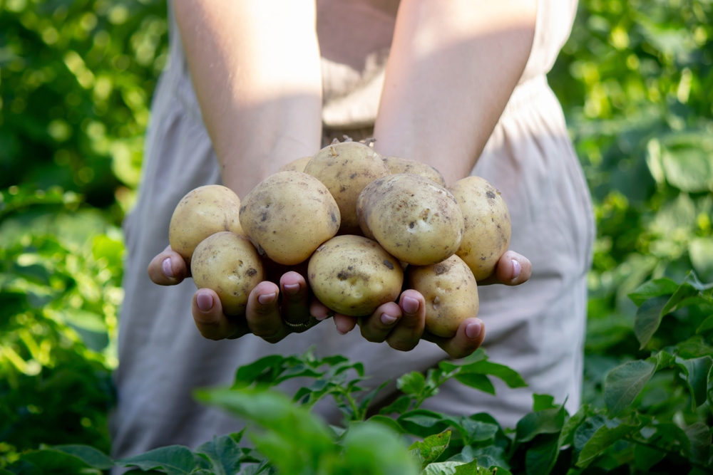 Πατάτα, το μαγικό γεώμηλο – Μια ιστορία αμέτρητης γεύσης
