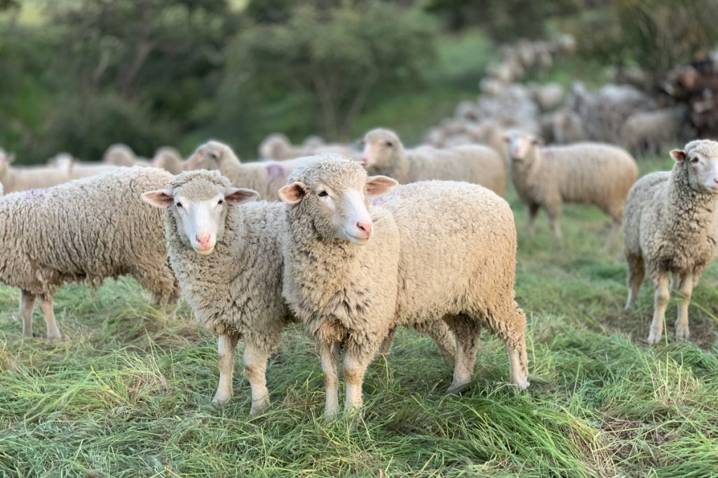 Ευλογιά των αιγοπροβάτων: Πάνω από 2.500 εκτροφές έχουν επηρεαστεί στη χώρα από τη νόσο