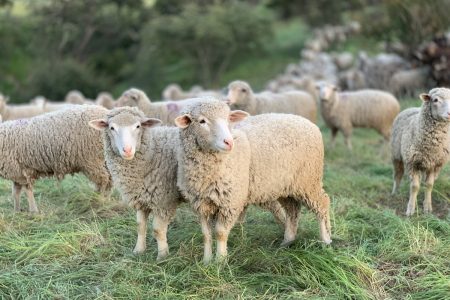 Ευλογιά των αιγοπροβάτων: Πάνω από 2.500 εκτροφές έχουν επηρεαστεί στη χώρα από τη νόσο