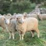 Ευλογιά των αιγοπροβάτων: Πάνω από 2.500 εκτροφές έχουν επηρεαστεί στη χώρα από τη νόσο