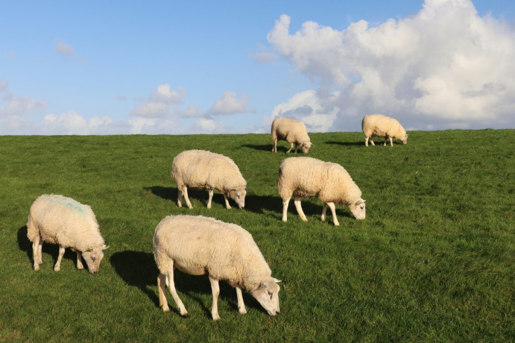 ΟΠΕΚΕΠΕ: Η απάντηση της ΑΑΔΕ στην καταγγελία του Β. Κόκκαλη για «κτηνοτρόφους» χωρίς παραγωγή