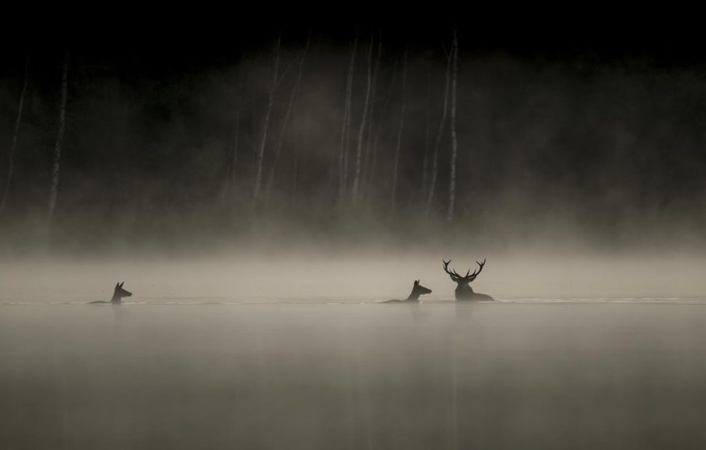 Βενσάν Μινιέ: «Ο άνθρωπος βλέπει τον κόσμο των ζώων μόνο μέσα από το πρίσμα του δικού του συμφέροντος»