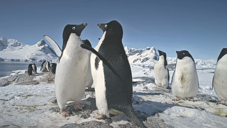 Πιγκουίνοι: Η γοητεία, η αξιοπρέπεια τους και ο θανάσιμος κίνδυνος που απειλεί την επιβίωσή τους