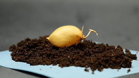 Ιδού τι καλλιεργήθηκε με επιτυχία σε «σεληνιακό έδαφος»